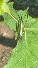 Orchelimum pulchellum