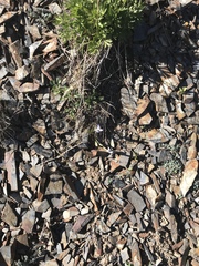 Gentianopsis barbellata