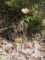Carlina corymbosa