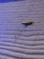 Elasmopalpus lignosella