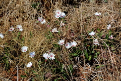 Gerbera viridifolia