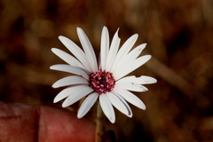 Gerbera viridifolia
