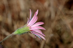 Gerbera viridifolia