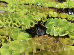 Salvinia cucullata