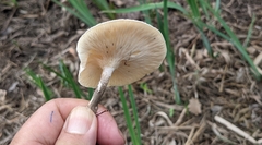 Lentinus tigrinus