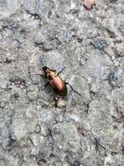 Poecilus cupreus