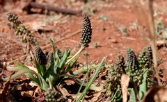 Ledebouria marginata