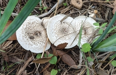 Lentinus tigrinus