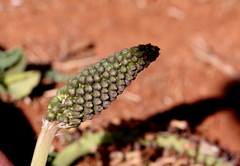 Ledebouria marginata
