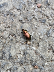 Poecilus cupreus