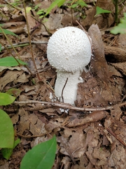 Amanita polypyramis
