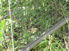 Sporophila nigricollis