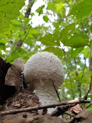 Amanita polypyramis