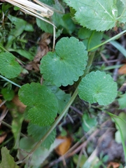 Chrysosplenium alternifolium