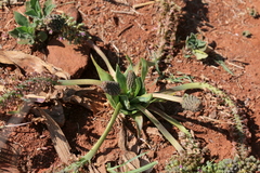 Ledebouria marginata