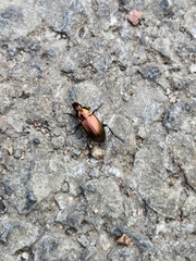 Poecilus cupreus