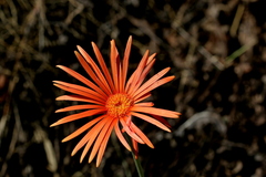 Gerbera jamesonii