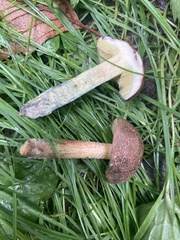 Xerocomellus cisalpinus