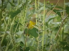 Geothlypis tolmiei