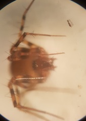 Lepthyphantes minutus