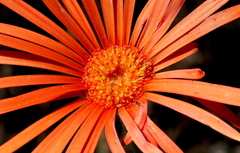 Gerbera jamesonii