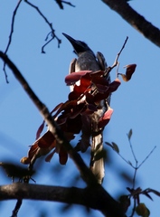 Lophoceros nasutus