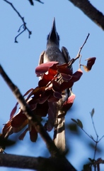 Lophoceros nasutus