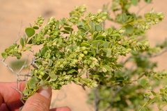 Tetraena prismatocarpa