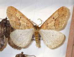 Erannis defoliaria