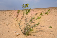 Tetraena prismatocarpa