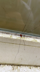 Sclerosomatidae