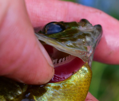 Lepomis gibbosus × macrochirus