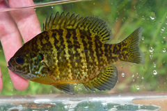 Lepomis gibbosus × macrochirus