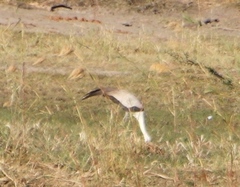 Bugeranus carunculatus