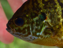 Lepomis gibbosus × macrochirus