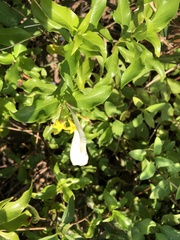 Mussaenda formosanum