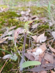 Caladenia parva