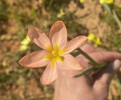 Moraea miniata