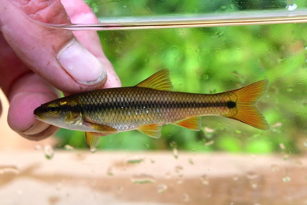 Hornyhead Chub