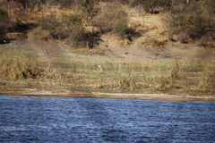 Bugeranus carunculatus