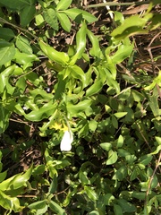 Mussaenda formosanum