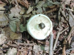 Russula delica