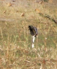 Bugeranus carunculatus