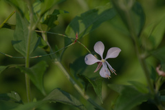 Oenothera lindheimeri