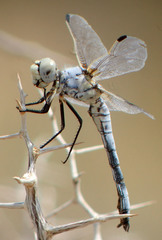 Libellula composita