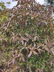 Rhododendron latoucheae