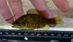 Ambloplites rupestris