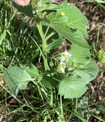 Solanum nigrum