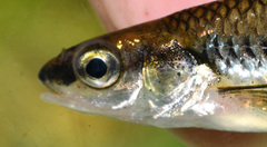 Notropis heterolepis