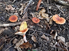 Russulaceae
